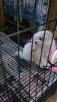 Maltese (Taiwan Line) - Maltese Dog