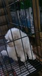 Maltese (Taiwan Line) - Maltese Dog