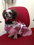 Coco - Shih Tzu Dog