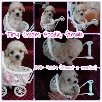 Cream White Tiny Poodle - Poodle Dog