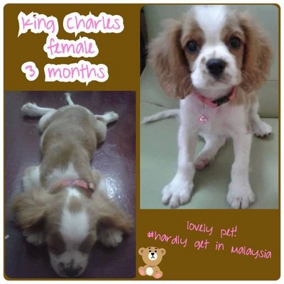 Cavalier King Charles Spaniel - Cavalier King Charles Spaniel Dog