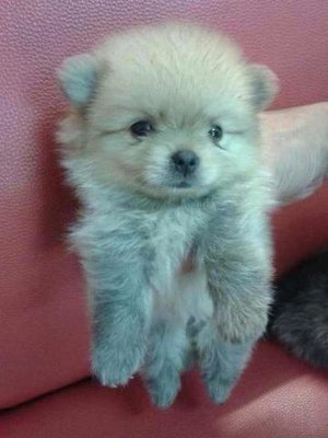 Sable Tea Cup Pom - Pomeranian Dog