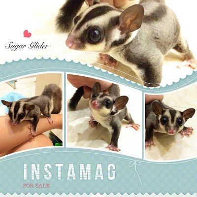 Sugar Glider Joey - Sugar Glider Small & Furry