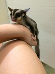 Sugar Glider Joey - Sugar Glider Small & Furry