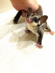 Sugar Glider Joey - Sugar Glider Small & Furry