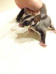 Sugar Glider Joey - Sugar Glider Small & Furry