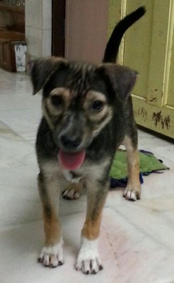 Yu-yu - Mixed Breed Dog