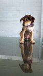 Kiki - Mixed Breed Dog