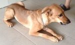 Browny - Mixed Breed Dog