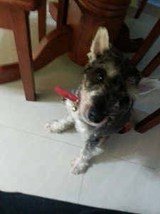 Happy  - Schnauzer Dog