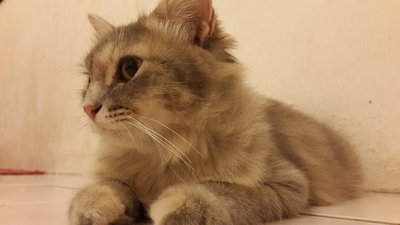 Darl - Persian Cat