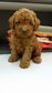 Dark Brown Red Toy Poodle - Poodle Dog