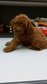 Dark Brown Red Toy Poodle - Poodle Dog