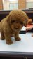 Dark Brown Red Toy Poodle - Poodle Dog