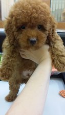 Dark Brown Red Toy Poodle - Poodle Dog