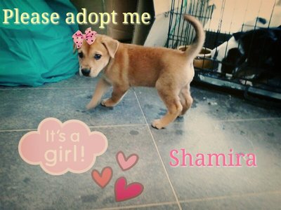 Shamira &amp; Siblings - Mixed Breed Dog