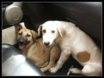 Sisters huddle together in the car