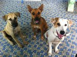 best friends. maria (middle) also looking for home