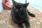 Blackie - Persian Cat