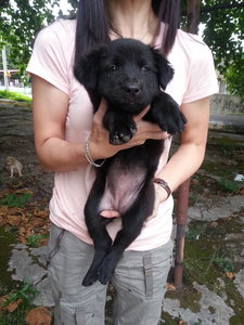 Ipoh - Sushi Girl - Black Labrador Retriever Dog