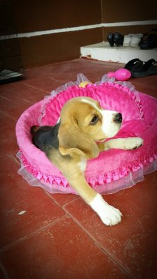 Snoopy - Beagle Dog