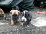 New Kids On The Block - Mixed Breed Dog