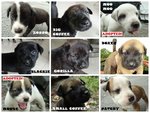 Puppy Montage!