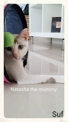 Natasha Bella Kinski - Siamese + Domestic Short Hair Cat