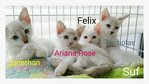 Felix had been adopted by sponsor