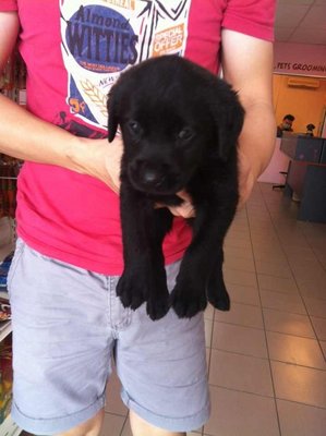 Black Labrador Puppy - Labrador Retriever Dog