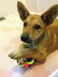 Ruby with her favourite ball.