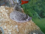 Cute Hedgehog - Hedgehog Small & Furry