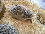 Cute Hedgehog - Hedgehog Small & Furry