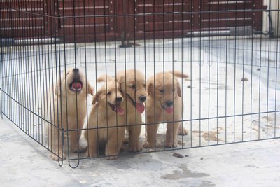 Super Bone Golden Retriever Puppies - Golden Retriever Dog