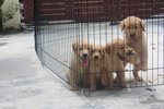 Super Bone Golden Retriever Puppies - Golden Retriever Dog