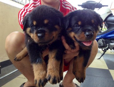 Rottweiler Puppies - Rottweiler Dog