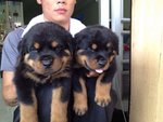 Rottweiler Puppies - Rottweiler Dog