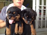 Rottweiler Puppies - Rottweiler Dog