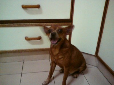 Timmy - Chihuahua + Miniature Pinscher Dog