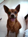 Timmy - Chihuahua + Miniature Pinscher Dog