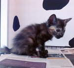 Pablio - Domestic Short Hair + Tortoiseshell Cat