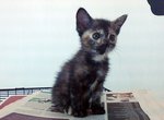 Pablio - Domestic Short Hair + Tortoiseshell Cat