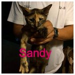 Sandy - Calico Cat