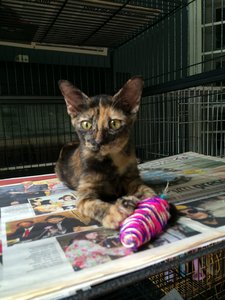 Sandy - Calico Cat