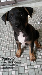  5 Puppies - Mixed Breed Dog