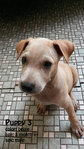  5 Puppies - Mixed Breed Dog