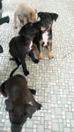  5 Puppies - Mixed Breed Dog