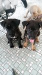  5 Puppies - Mixed Breed Dog