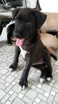  5 Puppies - Mixed Breed Dog