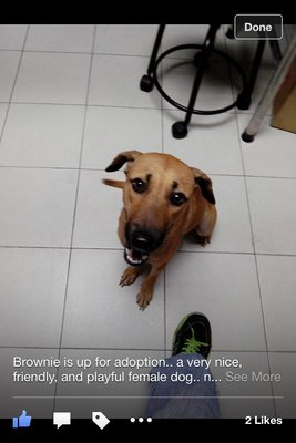 Brownie Girl - Mixed Breed Dog